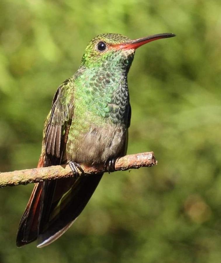 Pochotel Turrialba Exteriér fotografie